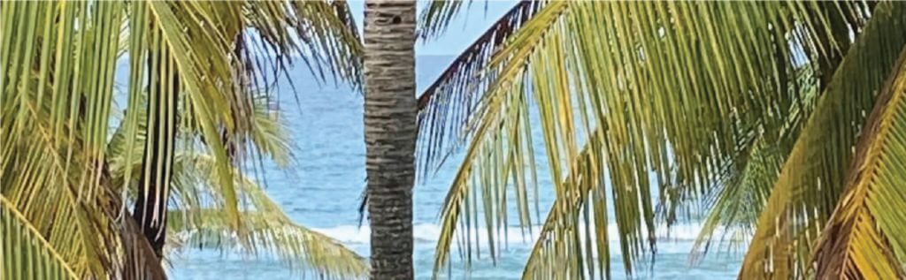 Close up of a coconut tree and a sea in the background